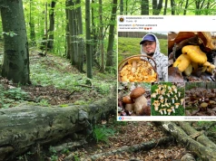 Poszedł na grzyby, wrócił z koszem pełnym po brzegi. "Jest przełom"