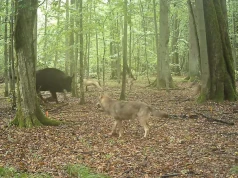 Unikatowe nagranie z Puszczy Białowieskiej. Uchwycono atak wilków na żubry