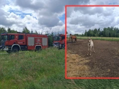 Chwile grozy w Zalesiu. Trzy konie padły po porażeniu prądem
