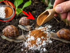 Pokrusz i rozsyp w ogrodzie. Ślimaki znikną szybciej niż poranna rosa