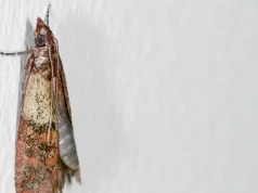 Mole spożywcze zalęgły się w szafkach? Tak pozbędziesz się ich na dobre