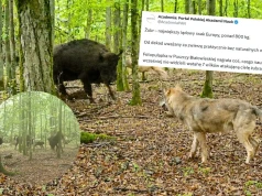 Puszcza Białowieska: wilki chciały upolować cielę żubra, a dostały w****dol, a potem jeszcze raz