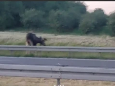 Uwaga kierowcy! Łoś na obwodnicy Lublina. Zachowajcie szczególną ostrożność