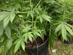 Zrobił plantację w budynku gospodarczym. Zdradziły go zakazane zielone krzewy