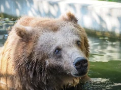 Koniec niedźwiedzi w Warszawskim ZOO. Zmarła Sabina. "Odeszła spokojnie we śnie"