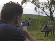 Kto wydał pozwolenie na odstrzał dzików w mieście?