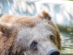 Warszawskie zoo przekazało smutne wieści. Odeszła niedźwiedzica Sabina