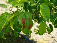 Nekrotyczna plamistość liści u odmiany Golden Delicious – Tajemnicza choroba czy efekt stresu?