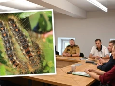 Toksyczne gąsienice opanowały południe Opolszczyzny! Zwołano sztab kryzysowy