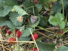 Truskawkowy spór o gnicie owoców. Plantatorzy podzieleni: słabe opryski czy pogoda?