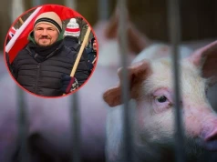 Ma doktorat i 500 świń. Dziś mówi: nie wiem, co robić dalej