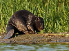Bobry przechytrzyły człowieka. Ktoś zniszczył ich tamę, a te w jej miejsce zbudowały 7 nowych