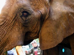 Katka z gdańskiego zoo nie żyje. Była najstarszą słonicą w Europie