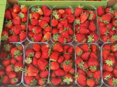 Które owoce jagodowe najchętniej wybierają klienci ALDI?