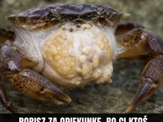 Biologia: krab na przymusowym macierzyńskim