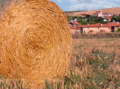 Od róż po agroholdingi. Rolnictwo tego kraju zaskakuje na każdym kroku