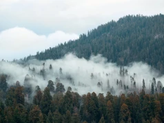 Sama transformacja energetyczna nie wystarczy. Bez ochrony przyrody nie uda się ograniczyć skutków zmiany klimatu