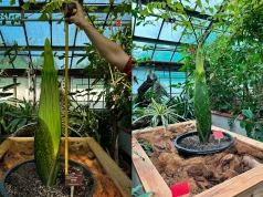 Botaniczna sensacja we Wrocławiu. Rośnie w oczach i cuchnie padliną