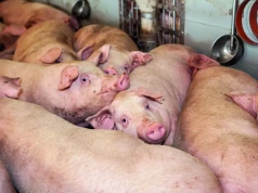Kiedy ceny tuczników odbiją? Żadna ubojnia nie płaci już powyżej 6 zł/kg.