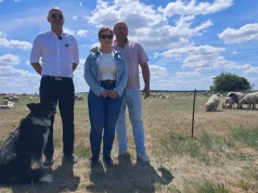 750 owiec przy pasie startowym. Tak działa wypas na lotnisku w Lesznie