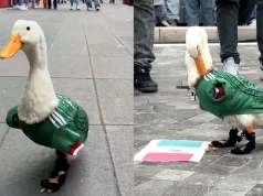 Kaczor-kibic stał się nieoficjalną maskotką mundialu