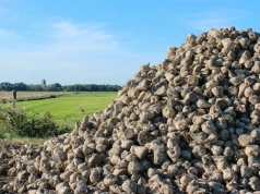 Spółka cukrowa wprowadza specjalną opłatę dla plantatorów buraka. Stawka zależna od ceny cukru