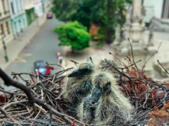 Ptak założył gniazdo na parapecie. Co grozi za jego zniszczenie?