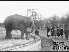 Ochroniła słoniątko własnym ciałem. Zbombardowanie ZOO w 1939 roku