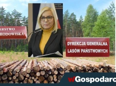 Biznes: Hennig-Kloska dokonuje egzekucji przemysłu drzewnego