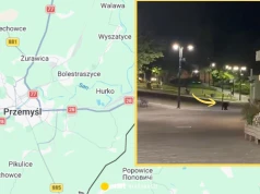 Niedźwiedź spacerował nocą ulicami Przemyśla. Prezydent miasta ostrzega mieszkańców