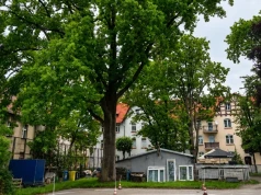 Czy dąb przy pizzerii przetrwa? Burmistrz Arseniusz Finster zapowiada walkę w sądach