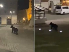 Niedźwiedź na rynku w Przemyślu. Apel prezydenta miasta do mieszkańców