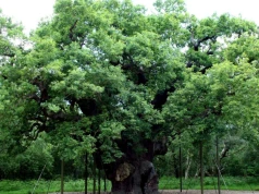 Legendarny Major Oak Robin Hooda umiera po ponad 1000 latach