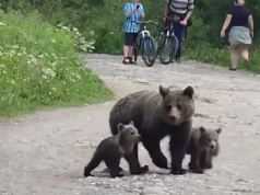 Niedźwiedzica z młodymi na szlaku. Nagranie z Tatr mrozi krew w żyłach
