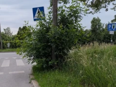 Siedlce: czytelnik alarmuje o niebezpiecznym wyjeździe. Roślinność zasłania widok na chodnik