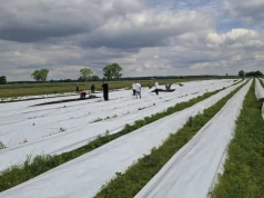 50 tys. zł z hektara i słabe gleby. To wymagająca, ale coraz bardziej opłacalna uprawa