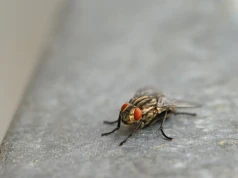 Goście pytają, dlaczego przy oknie wisi woreczek z monetami. Powód zaskakuje