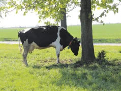 Za oknem +30°C, w oborze kryzys wydajności. Zobacz, letnią strategię żywienia krów