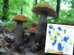 Gdzie na grzyby w ten weekend? Najnowsza mapa ujawnia najlepsze kierunki