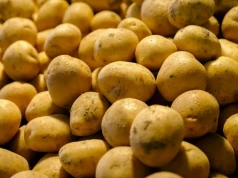 Młode ziemniaki z Polski po 2,00 zł/kg. Import z Egiptu i Cypru nie odpuszcza