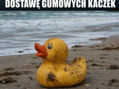 Kaczki uciekły z wanny do oceanografii