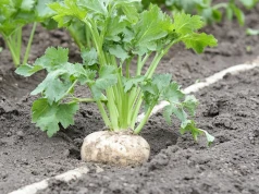 Zrób tą jedną rzecz z selerem tuż przed sadzeniem. Korzenie będą grube i dorodne jak nigdy