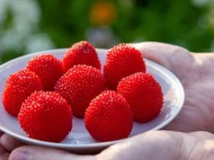 W Polsce mało znana. Jest przepyszna i bez trudu można ją u nas wyhodować