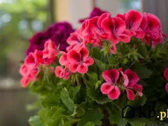 Nie tylko woda! Podlewaj tym pelargonie, a będą kwitły aż do przymrozków!