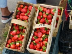 Czesi narzekają na polskie truskawki. Wskazują na jeden problem