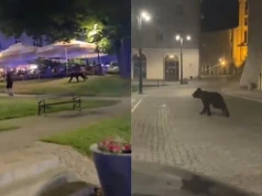 Niedźwiedź w centrum Przemyśla. Pełna mobilizacja służb, w sieci pojawiły się nagrania