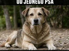 Pies umarł, rak został na etacie