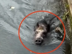 Dzik pływał w Wiśle pod Wawelem (Video)