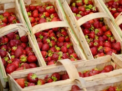 Polska drugim producentem truskawek w UE. Eksport sięga 70% zbiorów