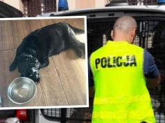 Labrador był o krok od śmierci z przegrzania. „Robił bałagan”